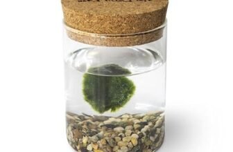 Marimo Original Sughero La Felicità – Singolo (Fondale Naturale)