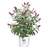 2 Gal. Miss Molly Buddleia Shrub