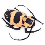 lilizzhoumax Peluche Longicorno 9.4pollice insetto Carino giocattolo morbido Bambole Animali Bambini e Amici Regalo per la festa di compleanno coccoloso collezionare decorazione domestica – arancione