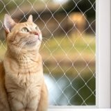 lionto Rete per Gatti Rete Protettiva per Balcone Rete di Protezione, (M) 3×8 m