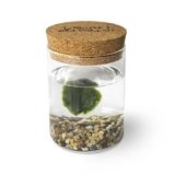 Marimo Original Sughero La Felicità – Singolo (Fondale Naturale)