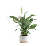 Costa Farms Peace Lily Live Plant in Decorative Pot, Air Purifying Flowering Indoor Houseplant, Perfect for Home, Room, or Office Decor, Great House Warming or Birthday Gift, 14-24 Inches Tall