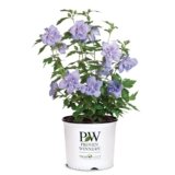 Proven Winners 2 Gal. Blue Chiffon Rose of Sharon (Hibiscus) Shrub