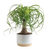 Costa Farms Ponytail Palm Live Plant in Decorative Pot, Easy to Maintain Indoor Houseplant, Perfect for Home, Room, or Office Decor, Great House Warming or Birthday Gift, 12-22 Inches Tall
