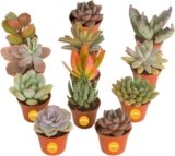 Costa Farms Mini Succulent Live Plants in Plastic Pots, Easy to Maintain Indoor Succulents, Houseplants for Home, Room, or Office Decor, House Warming or Party Favors, 2-3.5 Inches Tall, Pack of 12
