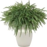 Alynsehom 12PCS 18in Real Touch Artificial Norfolk Pine Greenery Stems Faux Cedar Pine Needles for Garland Wreath Crafts DIY Indoor Outdoor Home Xmas Decor